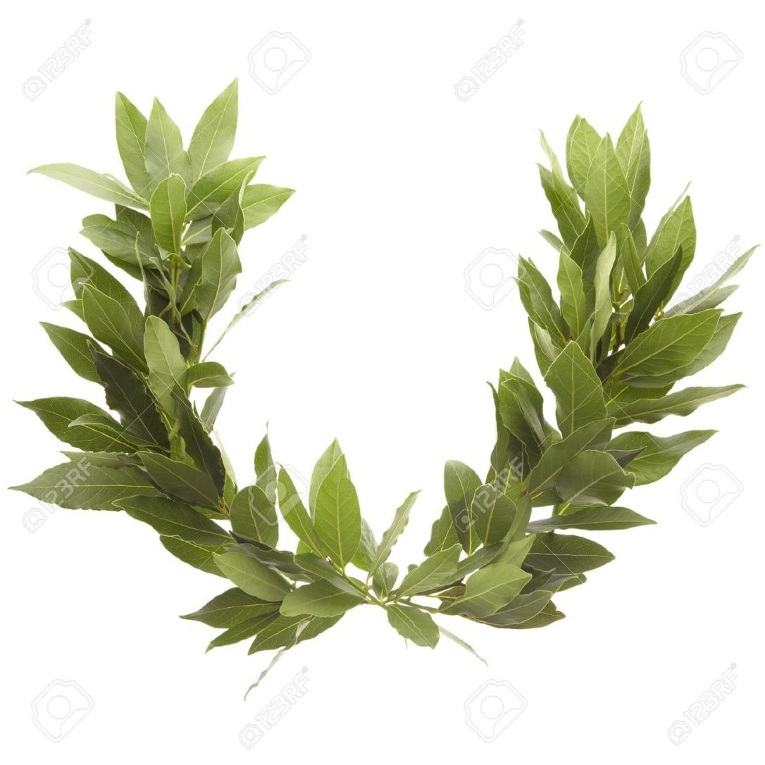 corona-de-laurel-foto-de-archivo.jpg